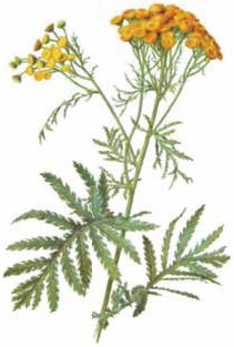 Иллюстрация к книге — Кулинарная энциклопедия. Том 28. П (Песто – Писту) [_41.jpg]