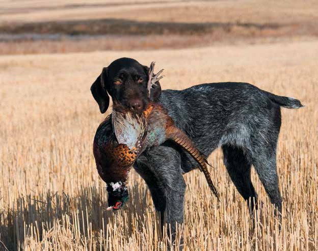 Иллюстрация к книге — Кулинарная энциклопедия. Том 27. П (Паштель – Пестик) [_72.jpg]