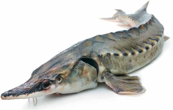 Иллюстрация к книге — Кулинарная энциклопедия. Том 25. О-П (Опресноки – Пантумака) [_25.jpg]