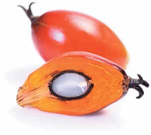 Иллюстрация к книге — Кулинарная энциклопедия. Том 25. О-П (Опресноки – Пантумака) [_73.jpg]