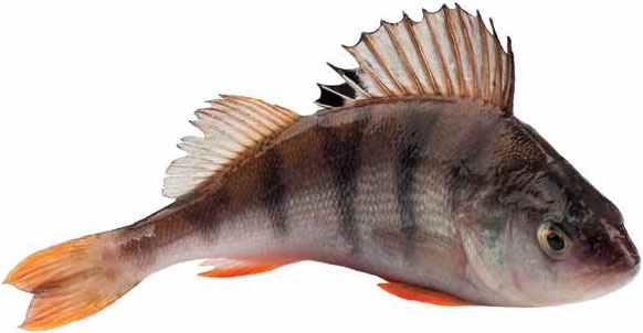 Иллюстрация к книге — Кулинарная энциклопедия. Том 24. О (Облепиха – Опёнок) [_57.jpg]