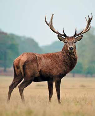 Иллюстрация к книге — Кулинарная энциклопедия. Том 24. О (Облепиха – Опёнок) [_66.jpg]