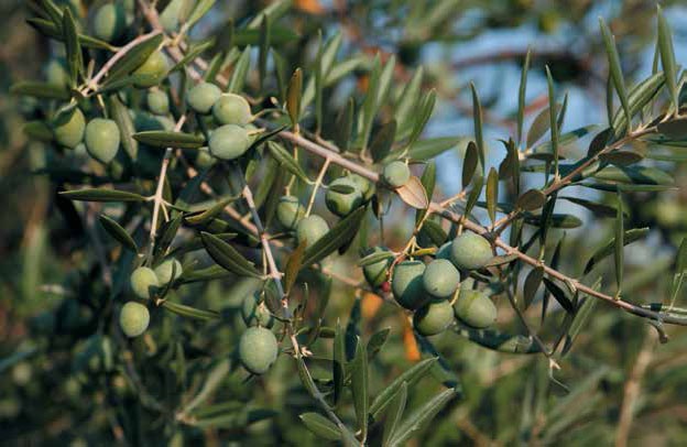 Иллюстрация к книге — Кулинарная энциклопедия. Том 24. О (Облепиха – Опёнок) [_71.jpg]