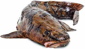 Иллюстрация к книге — Кулинарная энциклопедия. Том 23. Н-О (Налим – Облатка) [_1.jpg]