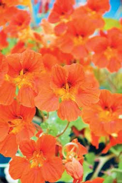 Иллюстрация к книге — Кулинарная энциклопедия. Том 23. Н-О (Налим – Облатка) [_22.jpg]