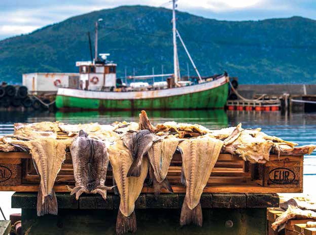 Иллюстрация к книге — Кулинарная энциклопедия. Том 23. Н-О (Налим – Облатка) [_79.jpg]