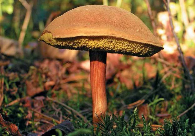 Иллюстрация к книге — Кулинарная энциклопедия. Том 22. М-Н (Мостарда – Наливка) [_6.jpg]