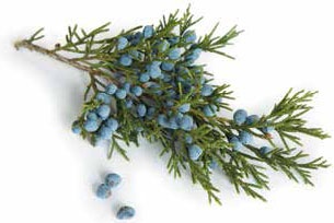 Иллюстрация к книге — Кулинарная энциклопедия. Том 21. М (Минеральная вода – Морской язык) [_24.jpg]