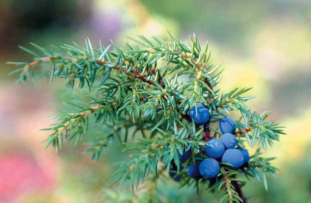 Иллюстрация к книге — Кулинарная энциклопедия. Том 21. М (Минеральная вода – Морской язык) [_25.jpg]