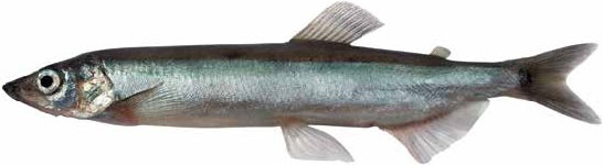 Иллюстрация к книге — Кулинарная энциклопедия. Том 21. М (Минеральная вода – Морской язык) [_30.jpg]