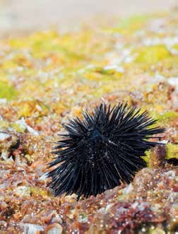 Иллюстрация к книге — Кулинарная энциклопедия. Том 21. М (Минеральная вода – Морской язык) [_85.jpg]