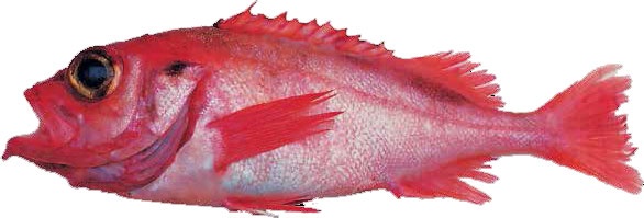 Иллюстрация к книге — Кулинарная энциклопедия. Том 21. М (Минеральная вода – Морской язык) [_86.jpg]