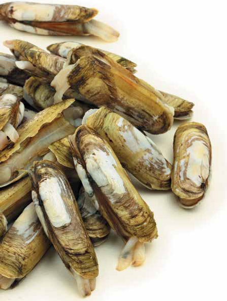 Иллюстрация к книге — Кулинарная энциклопедия. Том 21. М (Минеральная вода – Морской язык) [_90.jpg]