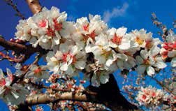 Иллюстрация к книге — Кулинарная энциклопедия. Том 20. М (Масурдал – Миндальное молоко) [_90.jpg]