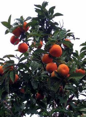 Иллюстрация к книге — Кулинарная энциклопедия. Том 19. М (Мальвазия – Мастика) [_18.jpg]