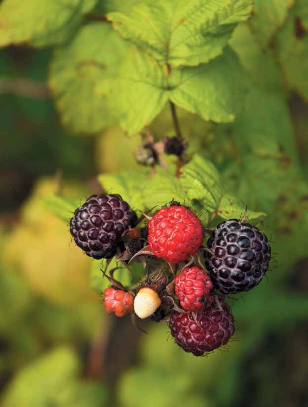 Иллюстрация к книге — Кулинарная энциклопедия. Том 18. Л-М (Логанова ягода – Малосольные огурцы) [_1.jpg]