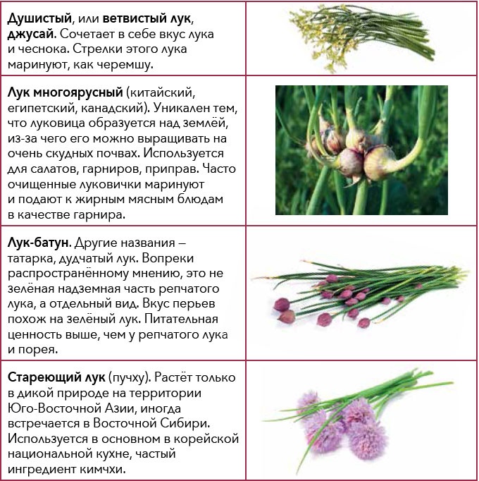 Иллюстрация к книге — Кулинарная энциклопедия. Том 18. Л-М (Логанова ягода – Малосольные огурцы) [_29.jpg]