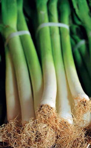 Иллюстрация к книге — Кулинарная энциклопедия. Том 18. Л-М (Логанова ягода – Малосольные огурцы) [_36.jpg]