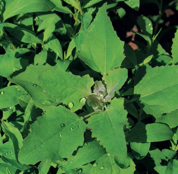 Иллюстрация к книге — Кулинарная энциклопедия. Том 17. Л (Лакса – Лобио) [_29.jpg]