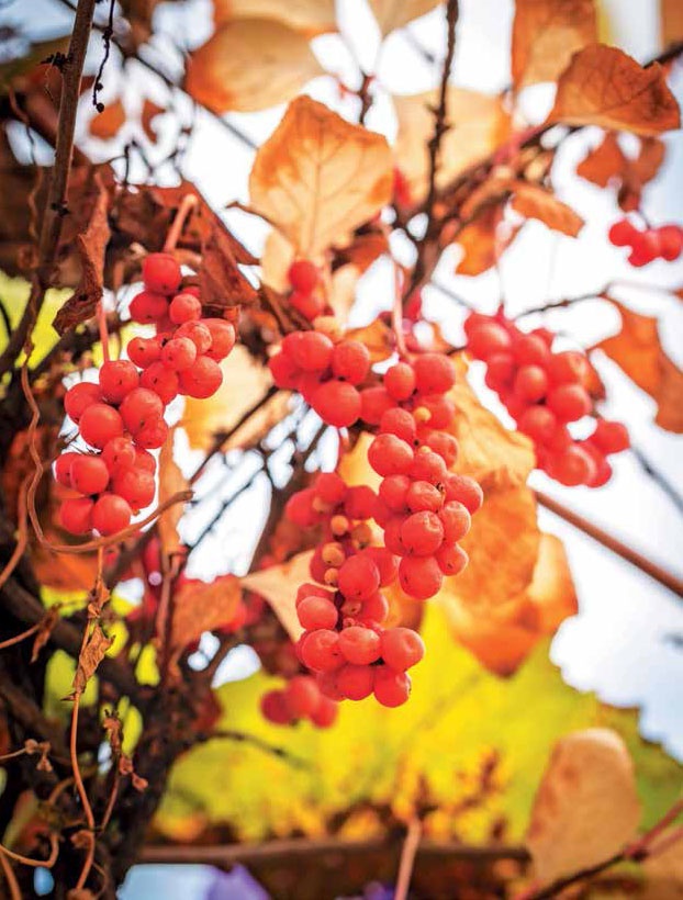 Иллюстрация к книге — Кулинарная энциклопедия. Том 17. Л (Лакса – Лобио) [_67.jpg]