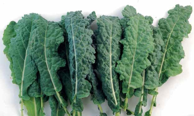 Иллюстрация к книге — Кулинарная энциклопедия. Том 17. Л (Лакса – Лобио) [_82.jpg]