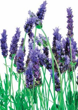 Иллюстрация к книге — Кулинарная энциклопедия. Том 16. К-Л (Куллама – Лакрица) [_73.jpg]