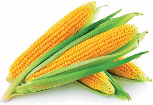 Иллюстрация к книге — Кулинарная энциклопедия. Том 15. К. Креветки - Кулич [_68.jpg]