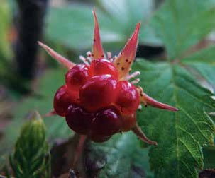 Иллюстрация к книге — Кулинарная энциклопедия. Том 13. К (Кладкака – Конфитюр) [_36.jpg]