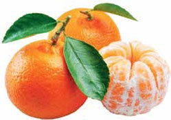 Иллюстрация к книге — Кулинарная энциклопедия. Том 13. К (Кладкака – Конфитюр) [_6.jpg]