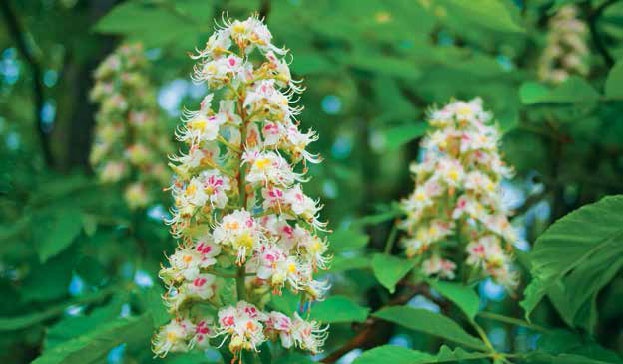 Иллюстрация к книге — Кулинарная энциклопедия. Том 12. К (Кашови – Кишмиш) [_2.jpg]