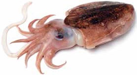 Иллюстрация к книге — Кулинарная энциклопедия. Том 11. К (Капиротада – Кашкавал) [_19.jpg]