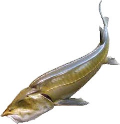 Иллюстрация к книге — Кулинарная энциклопедия. Том 10. И-К (Испанская кухня – Каперсы) [_65.jpg]