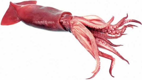 Иллюстрация к книге — Кулинарная энциклопедия. Том 10. И-К (Испанская кухня – Каперсы) [_68.jpg]