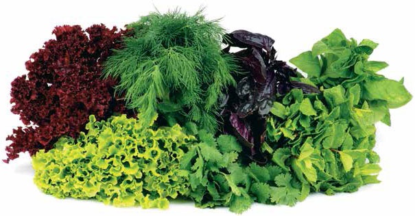 Иллюстрация к книге — Кулинарная энциклопедия. Том 9. Ж-И (Жинжинья – Исландская заправка) [_48.jpg]