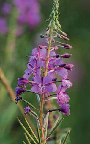 Иллюстрация к книге — Кулинарная энциклопедия. Том 9. Ж-И (Жинжинья – Исландская заправка) [_67.jpg]