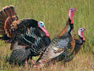 Иллюстрация к книге — Кулинарная энциклопедия. Том 9. Ж-И (Жинжинья – Исландская заправка) [_77.jpg]