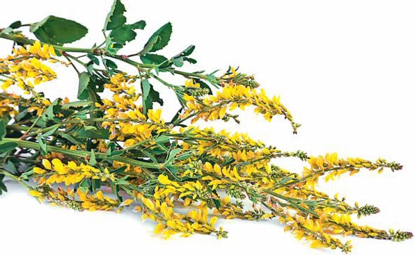 Иллюстрация к книге — Кулинарная энциклопедия. Том 8. Д-Ж (Даубе – Жимолость [_38.jpg]