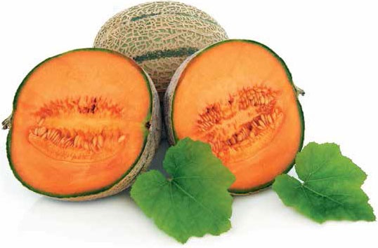 Иллюстрация к книге — Кулинарная энциклопедия. Том 8. Д-Ж (Даубе – Жимолость [_55.jpg]