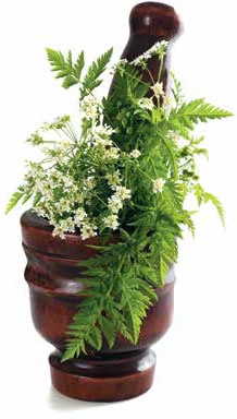 Иллюстрация к книге — Кулинарная энциклопедия. Том 8. Д-Ж (Даубе – Жимолость [_65.jpg]