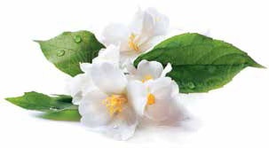 Иллюстрация к книге — Кулинарная энциклопедия. Том 8. Д-Ж (Даубе – Жимолость [_82.jpg]