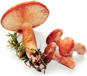 Иллюстрация к книге — Кулинарная энциклопедия. Том 6. Г (Гамбринус – Гранита) [_90.jpg]