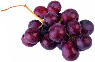 Иллюстрация к книге — Кулинарная энциклопедия. Том 5. В-Г (Венский шницель – Гамбо) [_42.jpg]