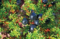 Иллюстрация к книге — Кулинарная энциклопедия. Том 5. В-Г (Венский шницель – Гамбо) [_68.jpg]