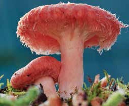 Иллюстрация к книге — Кулинарная энциклопедия. Том 5. В-Г (Венский шницель – Гамбо) [_74.jpg]