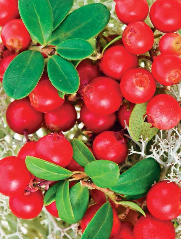 Иллюстрация к книге — Кулинарная энциклопедия. Том 4. Б-В (Брусника – Венгерские клёцки) [_1.jpg]