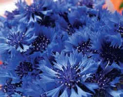 Иллюстрация к книге — Кулинарная энциклопедия. Том 4. Б-В (Брусника – Венгерские клёцки) [_88.jpg]