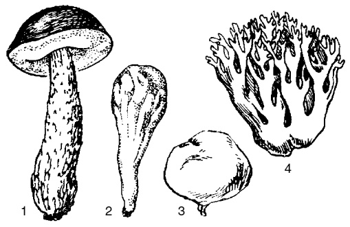 Иллюстрация к книге — Грибная энциклопедия [i_001.jpg]