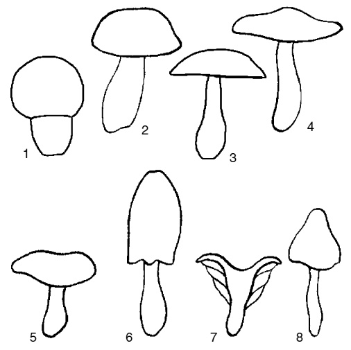 Иллюстрация к книге — Грибная энциклопедия [i_002.jpg]