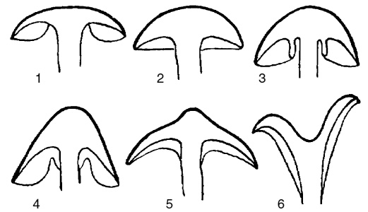 Иллюстрация к книге — Грибная энциклопедия [i_003.jpg]
