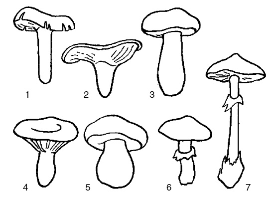 Иллюстрация к книге — Грибная энциклопедия [i_004.jpg]